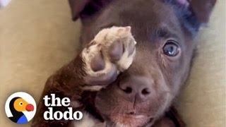 Puppy Who Couldn't Walk Can't Stop Prancing | The Dodo