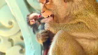 The Newborn Monkey wants hugs Mama is getting milk but Mama Rejects Milk Baby