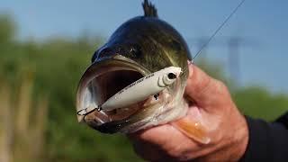 Fishing the Shad Spawn for Big Largemouth Bass w/ MLF Pro Zack Birge