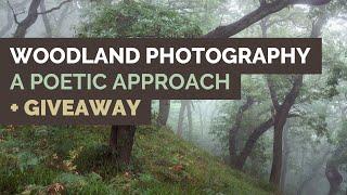 Woodland Photography - A Poetic Approach