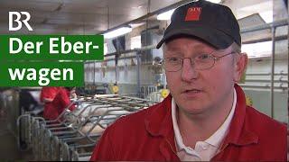 Künstliche Besamung im Schweinestall: günstiger und effektiver | Schweine Doku | Unser Land | BR