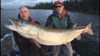 TOP 3 BIGGEST MUSKIES EVER CAUGHT! (compilation)