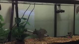 Black Piranha vs Flowerhorn