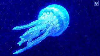  Amazing Jellyfish swimming underwater - pretty ocean creatures - relaxing ocean sounds