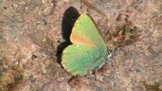 Green Hairstreak