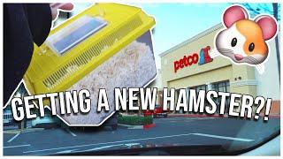 GETTING A HAMSTER | cage setup, supplies haul