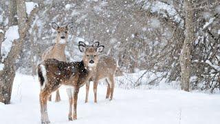 Beautiful Relaxing Hymns, Peaceful Music, "Winter's Peaceful Snowfall" by Tim Janis