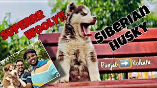 SUPERRR WOOLY Coated Husky for Debajit Chaudhary (West Bengal) | Punjab ️ Kolkata