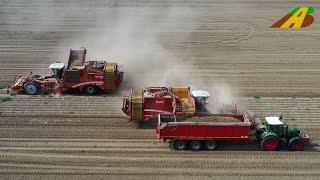 Großeinsatz Kartoffelernte Landwirtschaft in Ostdeutschland 2 SF GRIMME Varitron 470 harvest potatos