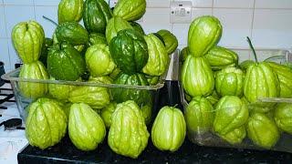 Grow plants in plastic containers in - growing chayote #garden #food #chayote #garden