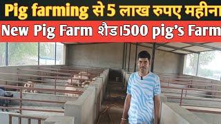 Pig farming से 5 लाख रुपए महीना कमाने का सही तरीका।500 Pig's का शानदार New Pig farm shed ।#pig #farm