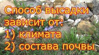 Как ПОСАДИТЬ САЖЕНЕЦ ВИНОГРАДА. ПРОСТОЙ, НАДЕЖНЫЙ, ПРОВЕРЕННЫЙ СПОСОБ