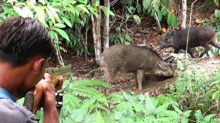 TOP 08 WILD BOAR & SQUIRREL HUNTING IN RAINY SEASON