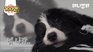 견생 한 달 차 새끼 보더콜리에게 어질리티를 시켜보니.. 대박ㅣProdigy Dog Border Collie Who Learned Agility At A Month Old