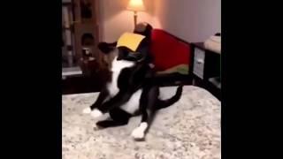 Cats vs Cheese