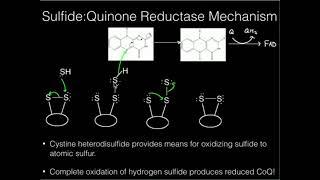 Human Sulfur Metabolism (Part 1): Hydrogen Sulfide and Atomic Sulfur!