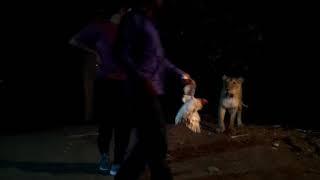 Sasan Gir Lion Feed Chicken by Villagers