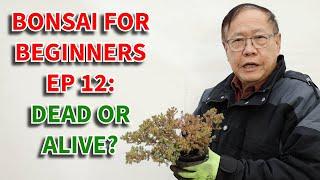 Is this juniper bonsai dead or alive? What does a dormant tree look like? Bonsai For Beginners Ep 12