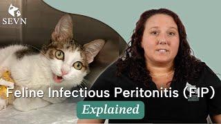 Is FIP in Cats Treatable?