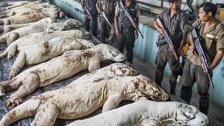 Farmers And Hunters Deal With Thousands Of Komodo Dragons Attacking Their Farm This Way