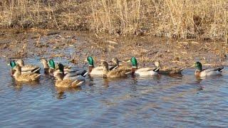 Spring hunting for a drake in Kazakhstan