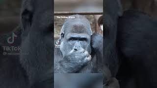 Gorilla  funny video  | #shorts #gorilla #trending