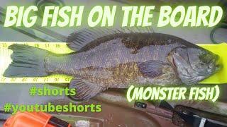 Big Fish On The Board (Monster Fish) BigBaitPosse #shorts #youtubeshorts