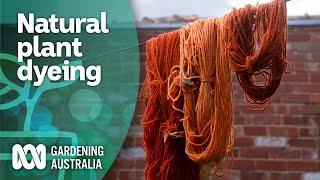 The secret spectrum of plant-based dyeing | Inspired by nature | Gardening Australia