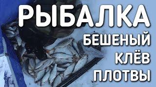 БЕШЕНЫЙ КЛЕВ ПЛОТВЫ НА ЧЕРВЯ