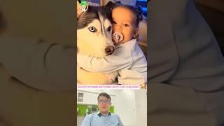 Funny story between pet dogs and babies for you #funny #pets #dog #love #shorts