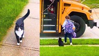 Adorable Cat Walks Little Human to Bus Stop Everyday!