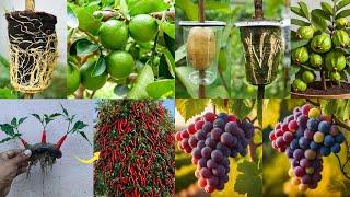 Best Creative 5 Ideas for Grapes, Lemon, Chili, Banana and Guava at home