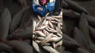 fish selling process #shortsvideo #fish #fishing #fishmarket #youtubeshorts