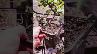 Marking the front of my bonsai trees that are in nursery pots! #bonsai #bonsaipruning #bonsaicare