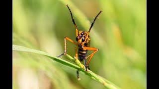 Die Kleine Wolfsfliege - bedrohter Insektenjäger