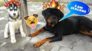 Rottweiler Hate Husky || Dog Can Talk Part 17 || JEALOUS DOG REACTION. Roxy, Cheeni. Review reloaded