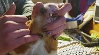 Guinea Pig Tooth Trim with Carlito the Cuy