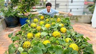 No Garden Needed, Just With One Small Tip, Have Full Of Abundant Melons On Your Rooftop!