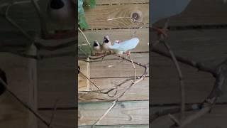 Zebra Finch | Longtailed finches in outdoor community bird aviary