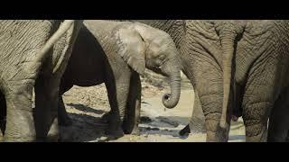 EVERY ELEPHANT NEEDS A HERD - SOUTH AFRICA'S FIRST ELEPHANT ORPHANAGE