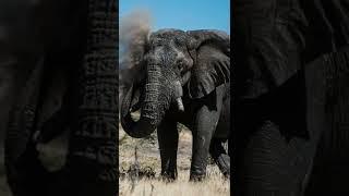 Rulers of the Wild | Savage Kingdom | Nat Geo Wild