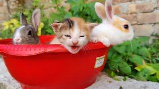 Kitten and baby rabbit Sweetest Moments | Kitten Meowing | Rabbit Sounds