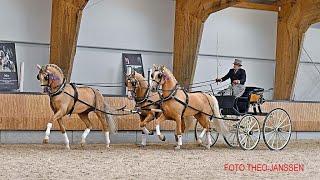 Stallion Show KWPN Gelders horse- 15 April 2023 Ermelo