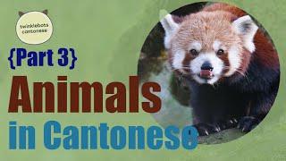 Learn Chinese. Animals in Chinese. Animals in Cantonese - Part 3 - 動物 - 粵語 Cantonese Vocabulary