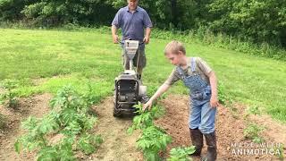 Mid Season Potato Maintenance