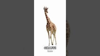 Giraffe Calling | Animal Identification & Calling Voice | Educational Video for Kids