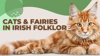 Bewitching Tales of Cats and Fairies in Irish Folklore 