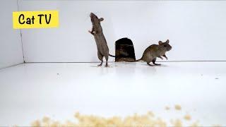 Cat TV  Mice in The Jerry Mouse Hole  Mice Videos for Cats to Binge Watch (10 HOURS)