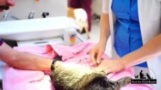 Desert Inn Animal Hospital Video - Las Vegas, NV United Stat