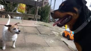 Jack Russell Terrier attacks Rottweiler
